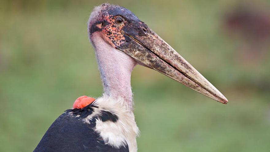 El nacimiento de un marabú en Terra Natura, un hito europeo