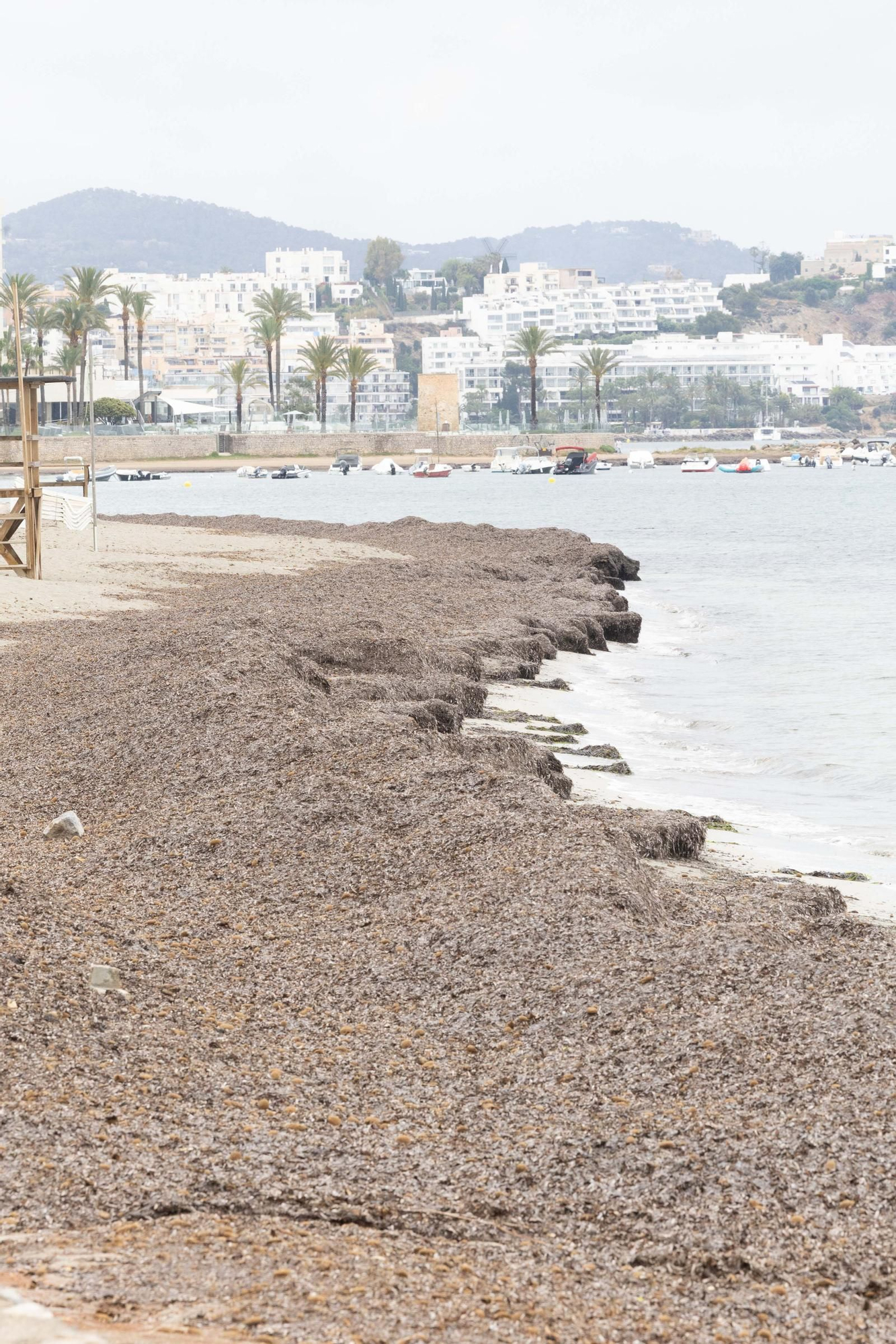 Posidonia en Platja d'en Bossa