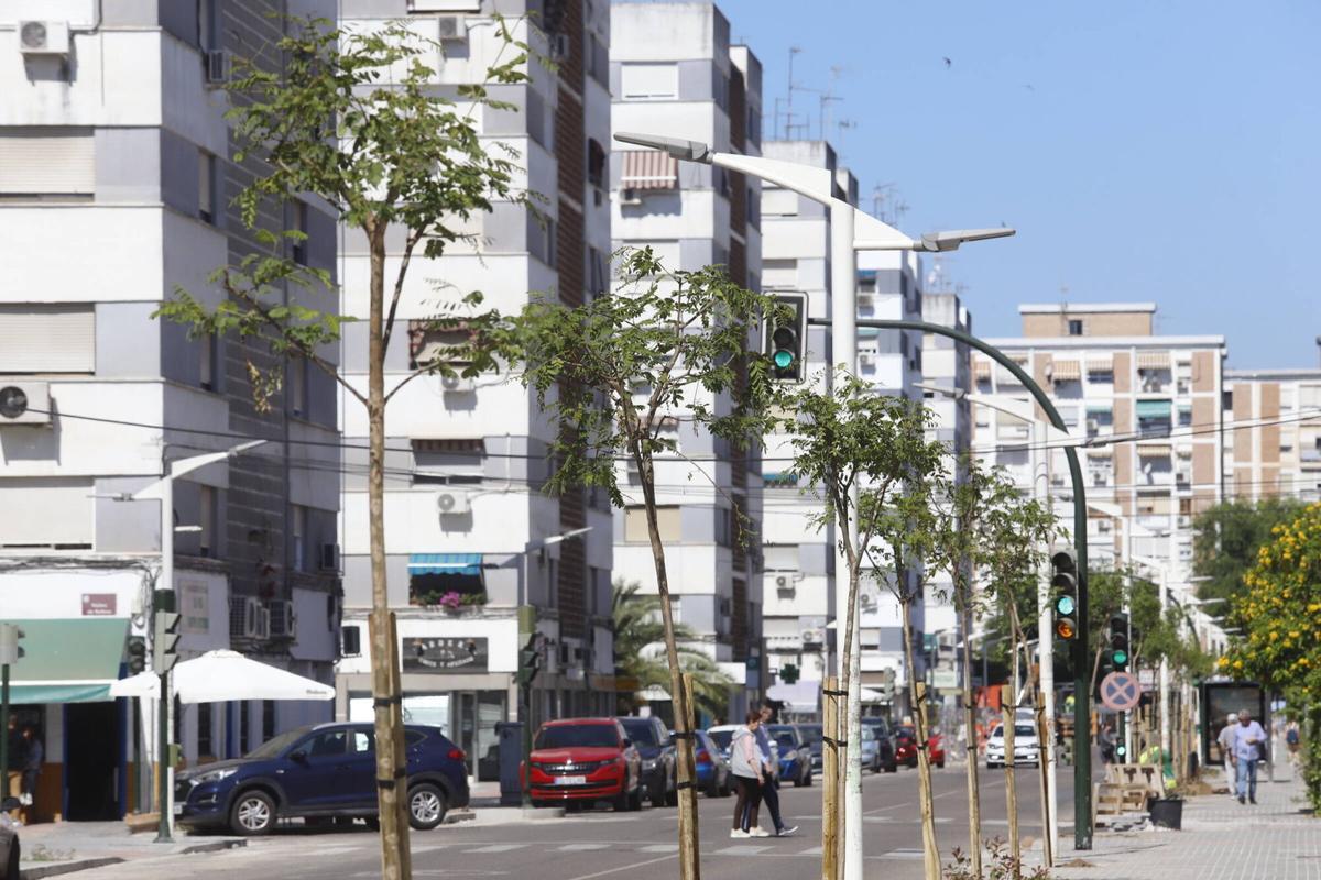 A.J.González Córdoba La obra de la avenida Virgen Milagrosa de Córdoba encara su recta final con la plantación de tipuanas en sustitución de los olmos enfermos