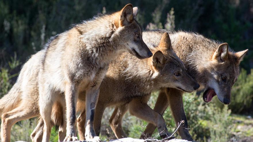 Una imagen de varios ejemplares de lobo ibérico.