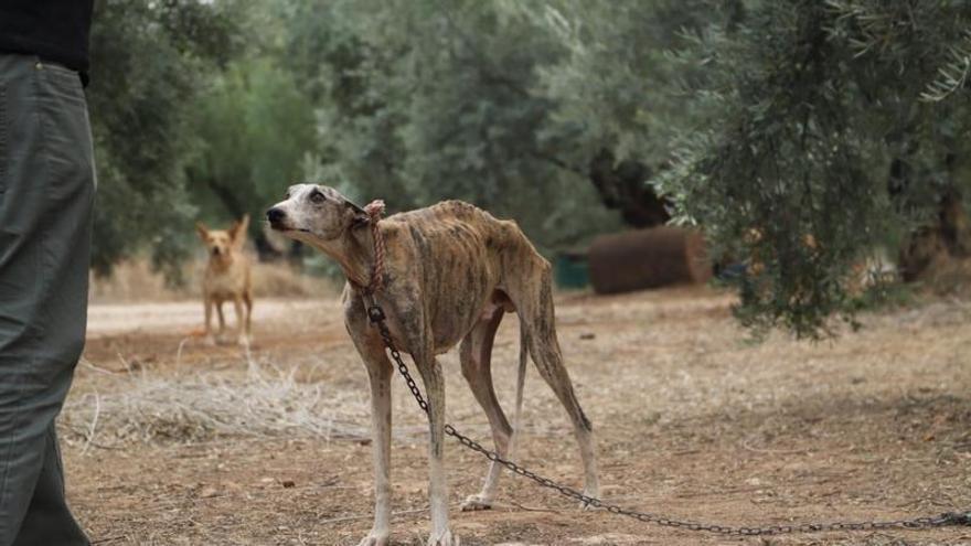 Galgo rescatado en Cabra por Galgos del Sur tras haber sido abandonado.