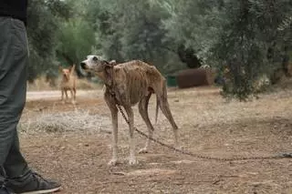 Córdoba es la segunda provincia andaluza en la que se rescatan más perros de caza