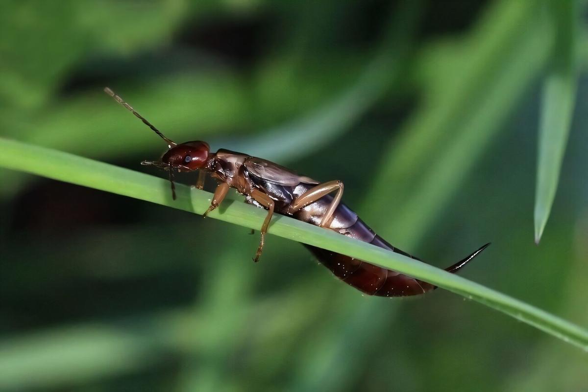 Las tijeretas se encuentran entre las especies de insectos menos estudiadas a nivel mundial.