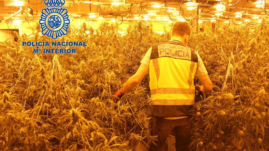 Dos detenidos en Vilamarxant por cultivar una plantación de marihuana &#039;indoor&#039; con 1.200 plantas