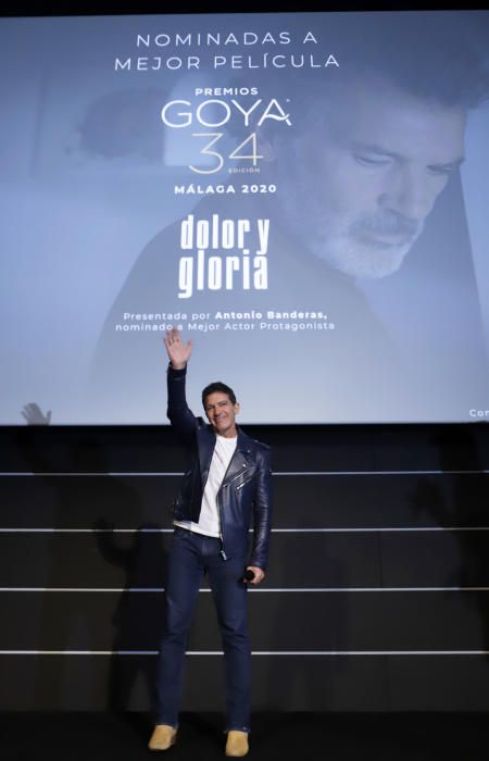 Antonio Banderas presenta 'Dolor y gloria' en Málaga tras ser nominado al Oscar