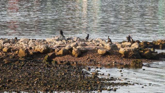 Cormoranes en la ría de Avilés. | Mara Villamuza