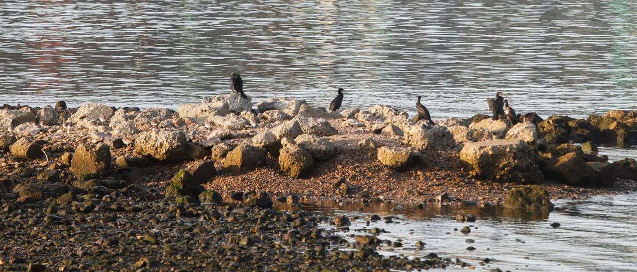 Cormoranes en la ría de Avilés. | Mara Villamuza