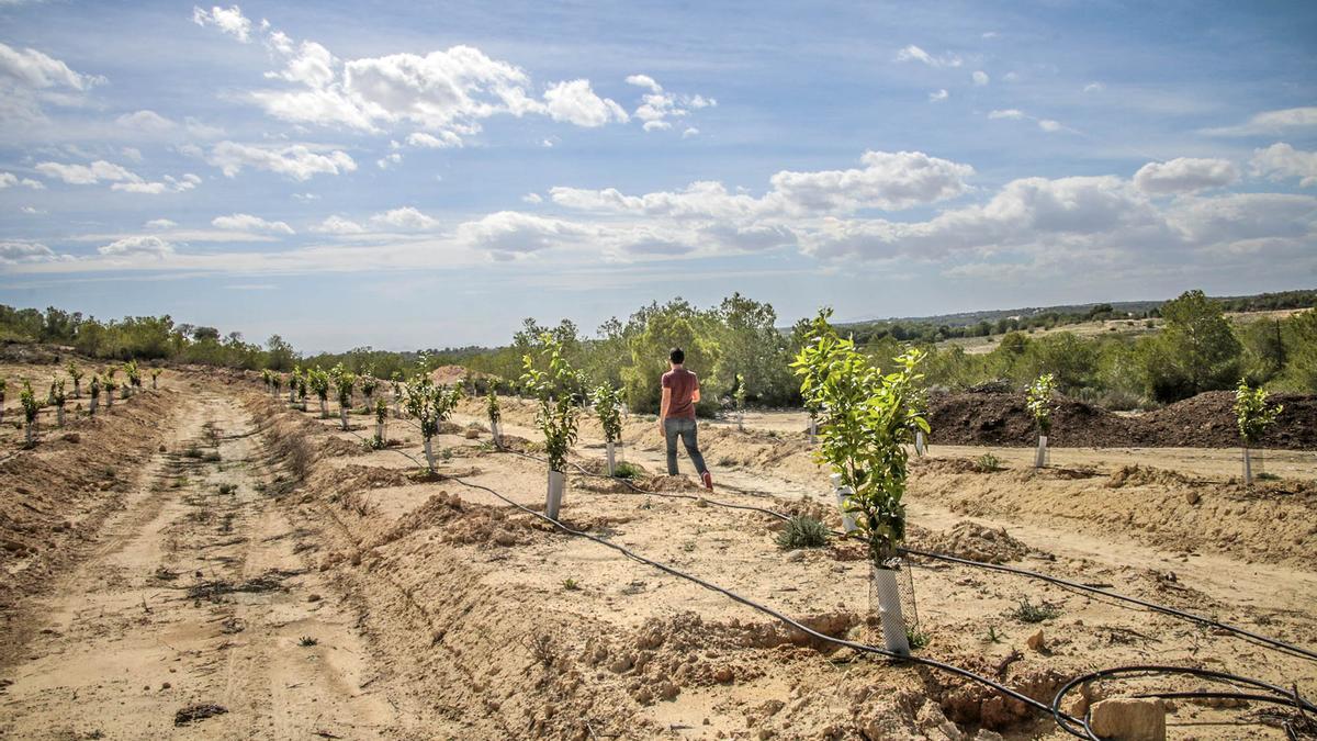 Cultivos en el entorno de Sierra Escalona, una zona sensible junto a La Mata y la desembocadura.