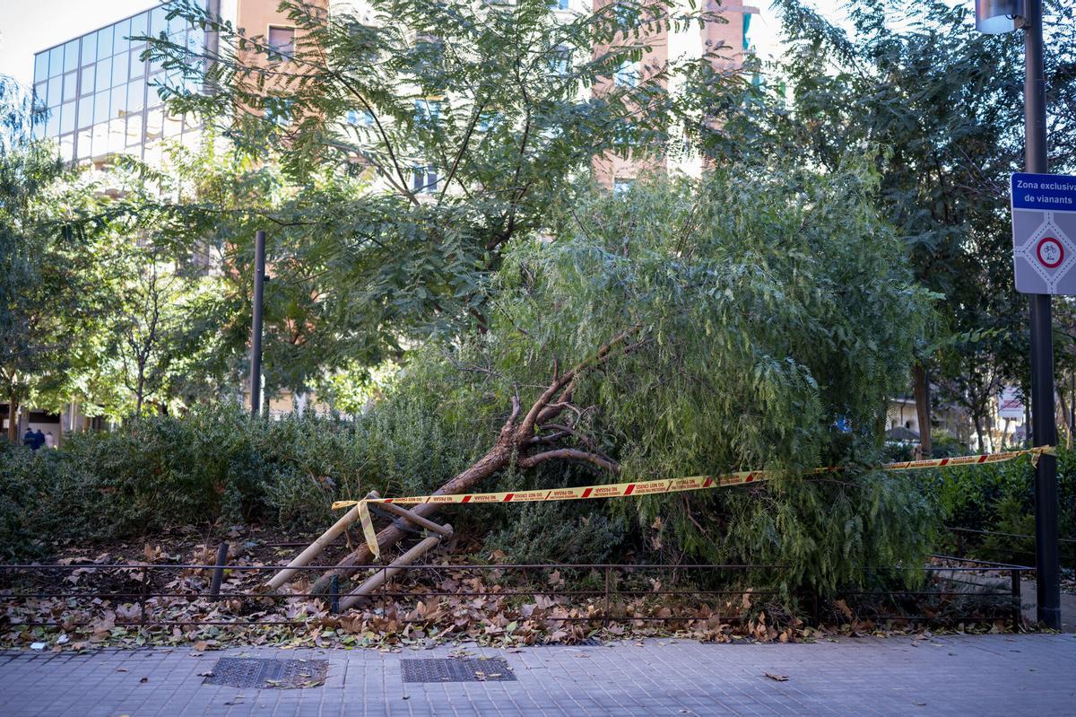 Árbol caído en la zona del Eixample de Barcelona el pasado enero.