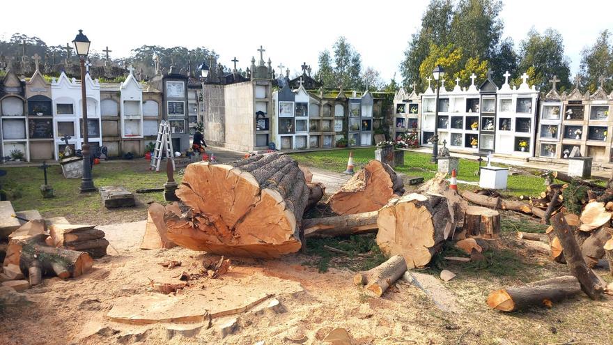 La tala de los cipreses del cementerio de Beluso