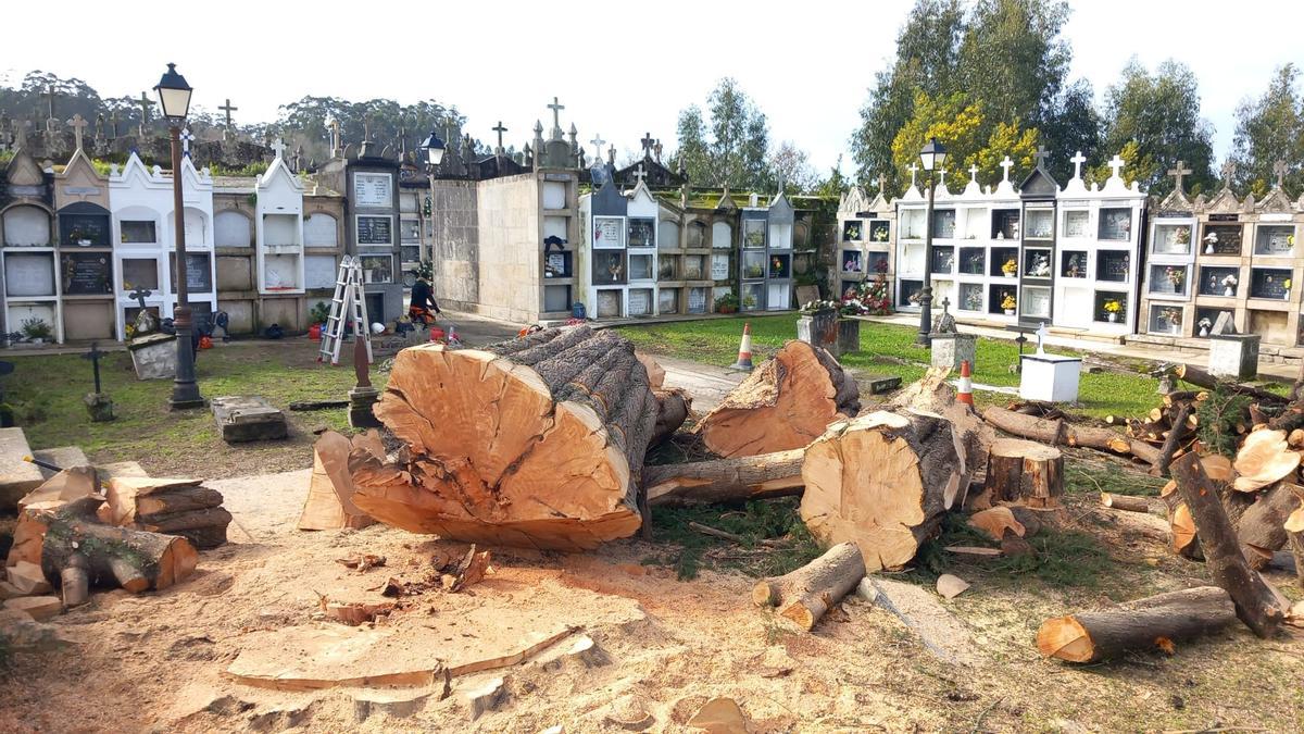 La tala de los cipreses del cementerio de Beluso