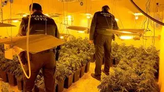 Endesa desconecta en Sevilla 59 plantaciones de marihuana de la red eléctrica, dos por semana en 2024