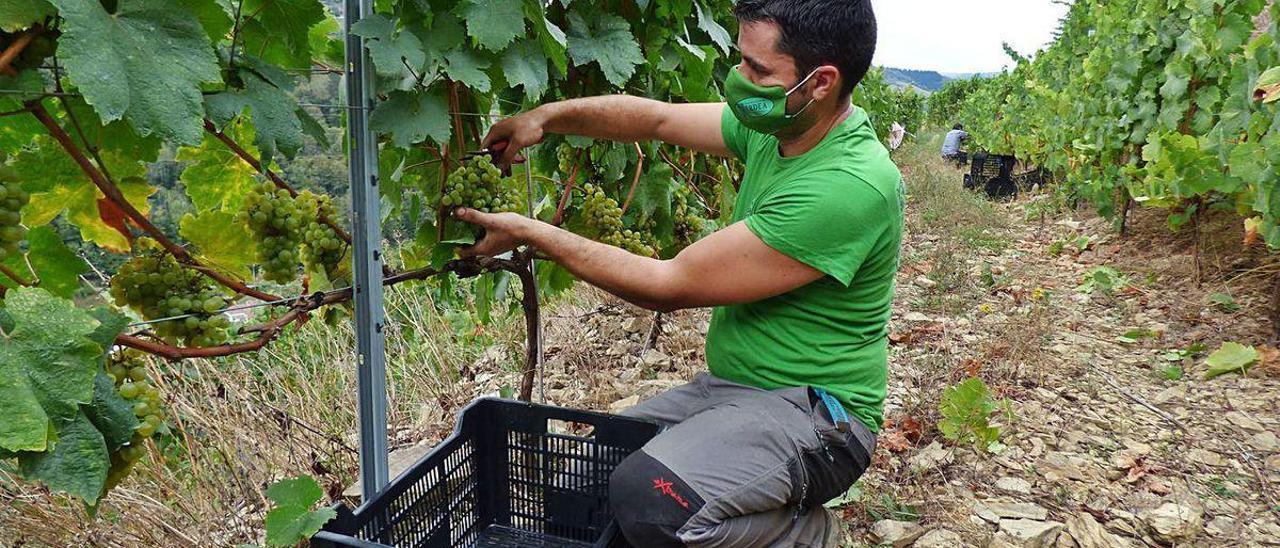 Luciano Gómez, ayer, vendimiando en Puenticiella (Cangas del Narcea).