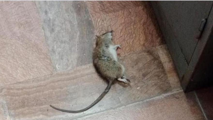 La Guardia Civil de Mijas alerta por la grave plaga de ratas en sus instalaciones