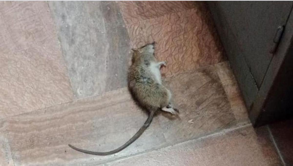 La Guardia Civil de Mijas denuncia una plaga de ratas en el cuartel