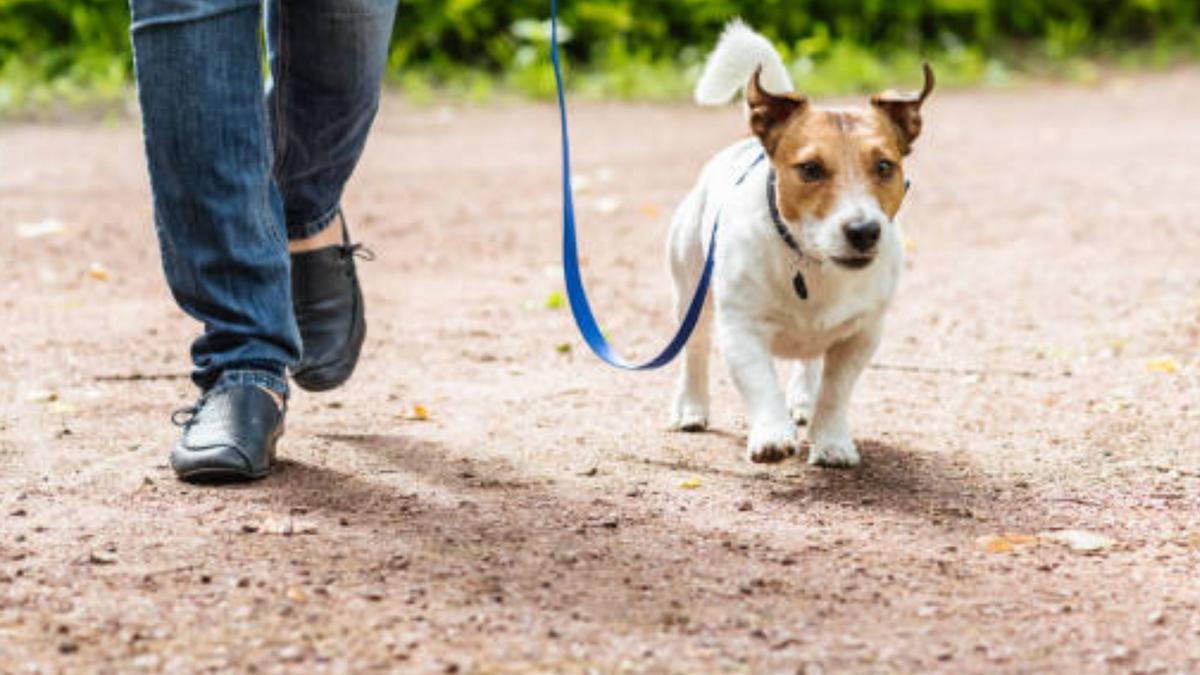 Consejos Cuidar Perro Esta Es La Mejor Hora Del Día Para Sacar A Pasear Al Perro Según Los 