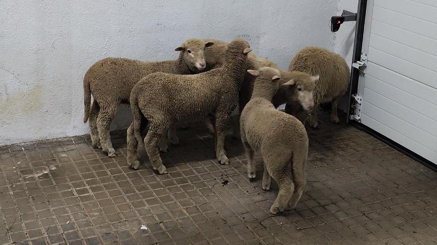 Detenido un vecino de Hinojosa del Duque por robar en varias explotaciones agrícolas y ganaderas del norte de Córdoba