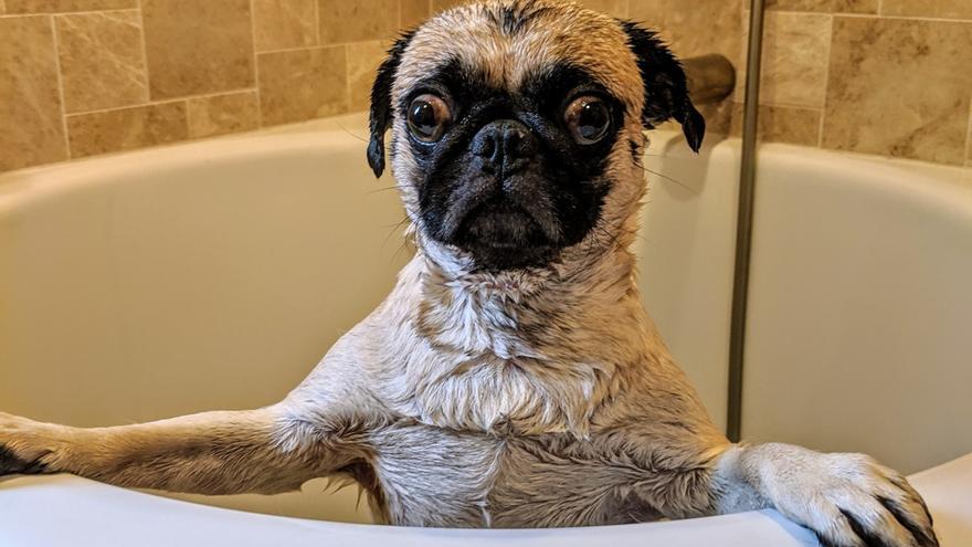 Cómo evitar que tu perro se salga de la bañera o de la ducha mientras le lavas