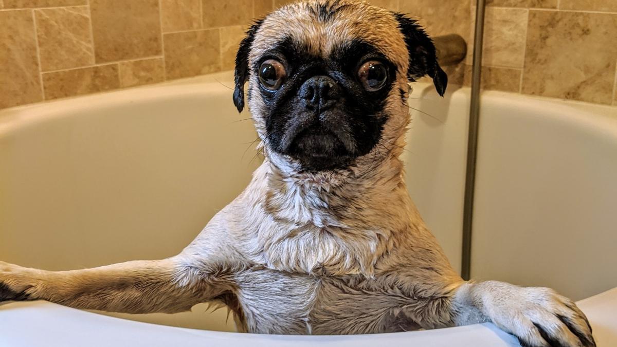 Cómo evitar que mi perro se salga de la bañera o de la ducha | Cómo  mantener a mi perro quieto mientras le baño