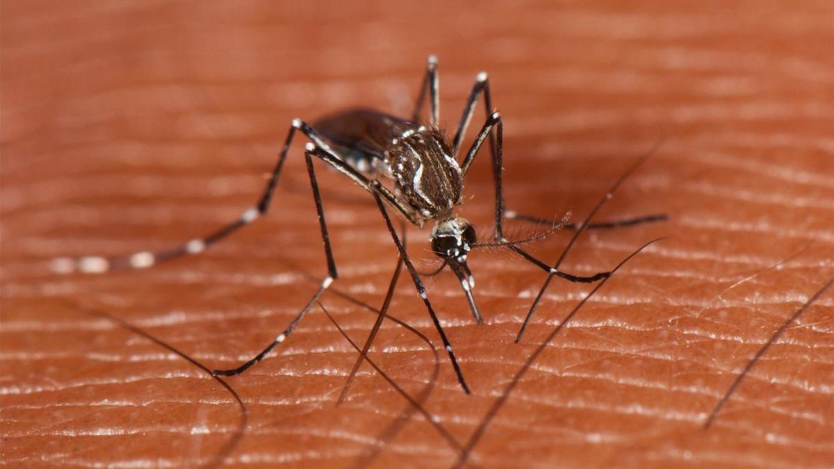 mosquito fiebre amarilla aedes