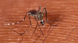 Ejemplar de mosquito de la fiebre amarilla o ’Aedes aegypti’.