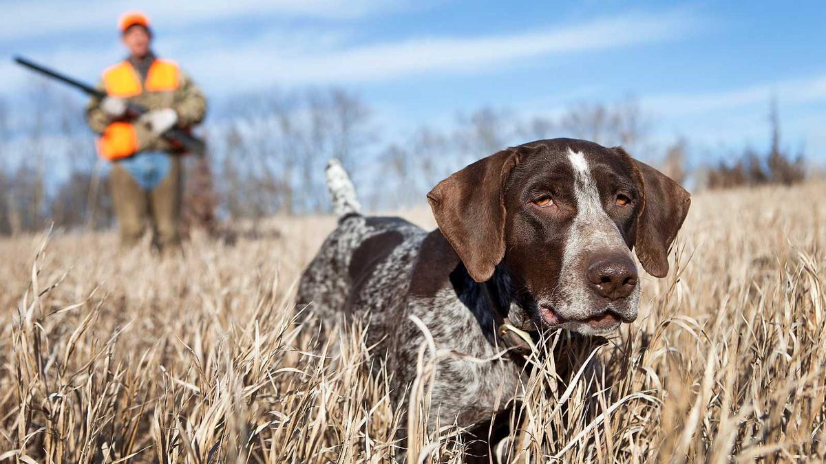 Pacma se manifiesta para incluir a perros de caza en la ley de protección animal