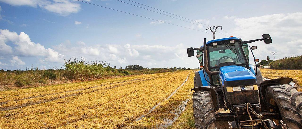Un tractor faenando en un arrozal de la Ribera Baixa. | J.L.BORT