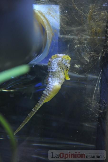 El acuario de la UMU albergará las especies emblemáticas del Mar Menor