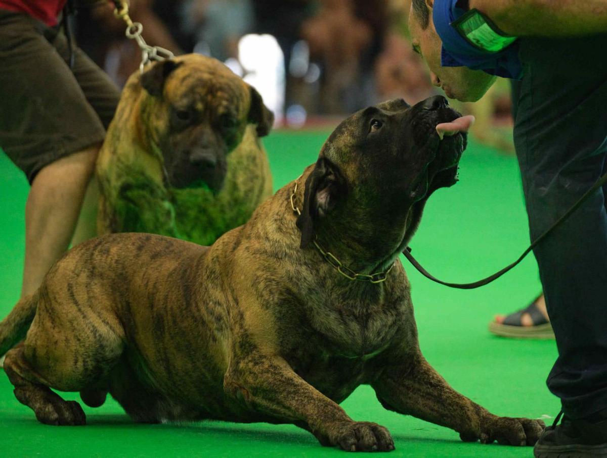 El milagro del presa canario, la raza que estuvo a punto de extinguirse