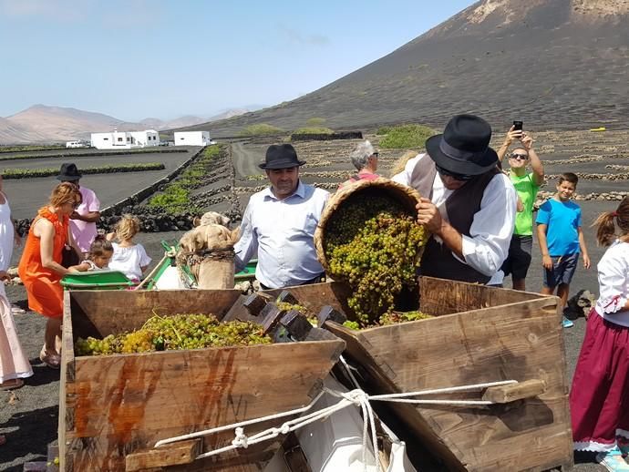 Vendimia Tradicional de La Geria