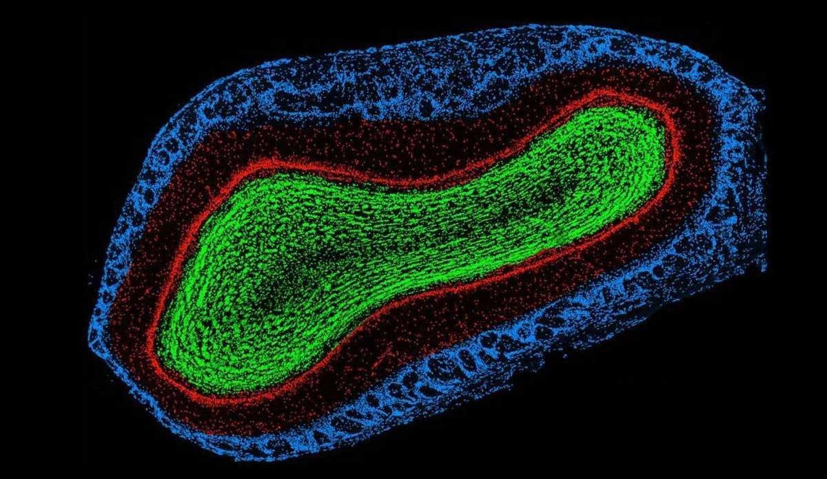 Es posible engañar al cerebro para que huela lo que no existe