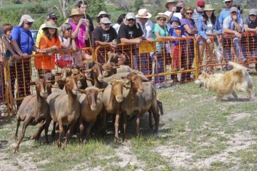 La Valleta de Agres ha sido un año más el escenario del Concurs de Gossos de Ramat