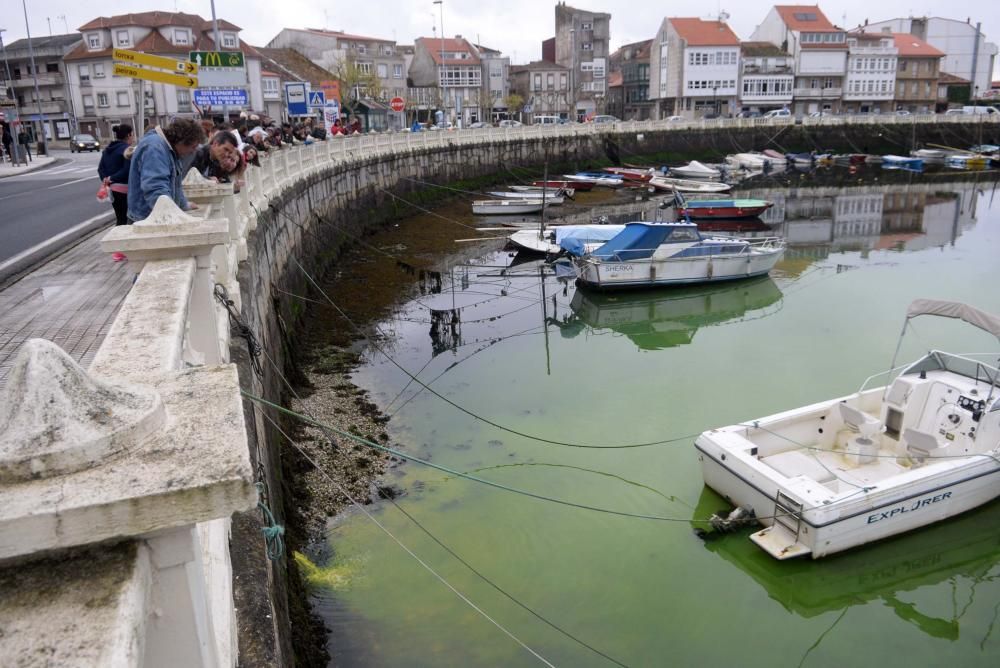 Gran mancha verde en el mar de Carril