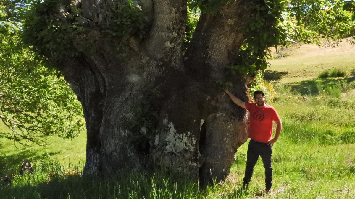 Xoán González, con un árbol milenario de su propiedad. //FERNANDO CASANOVA