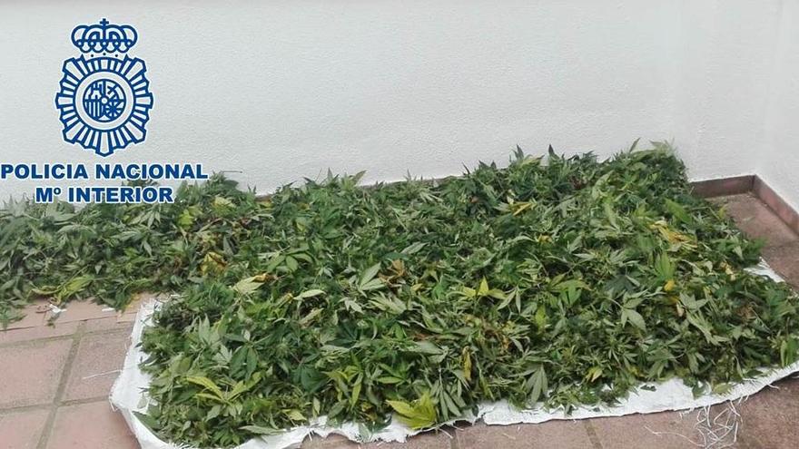 Desmantelada una plantación de marihuana con 126 plantas en Córdoba