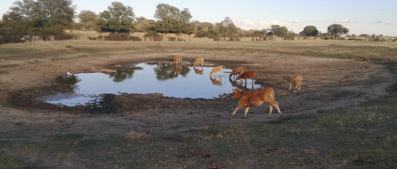 Ganado vacuno bebiendo en una charca muy mermada de agua en Roelos de Sayago