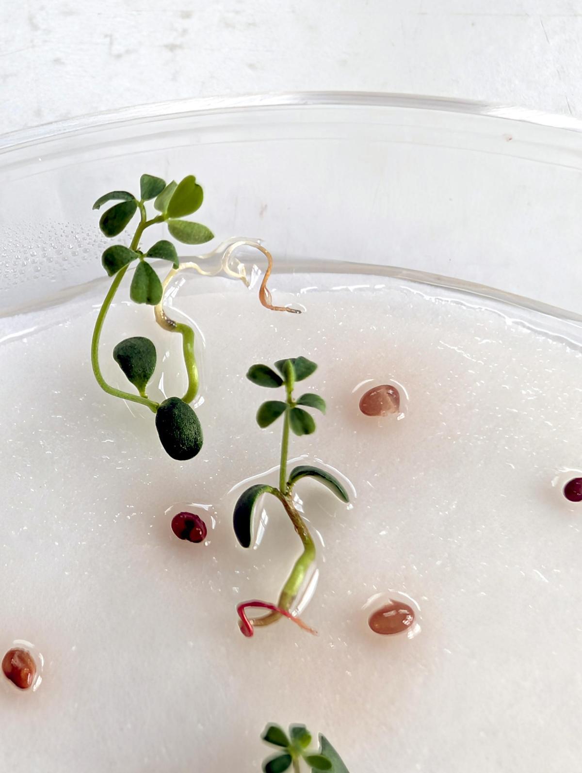 Semillas germinadas.
