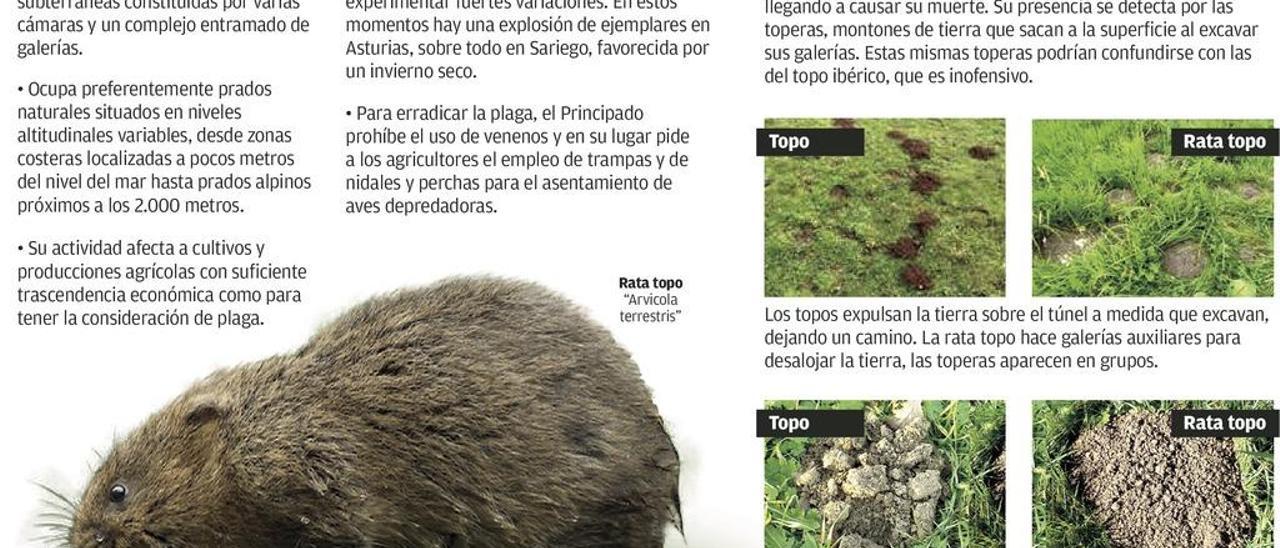 El Principado declara plaga a la rata topo en Sariego, donde arrasa los cultivos
