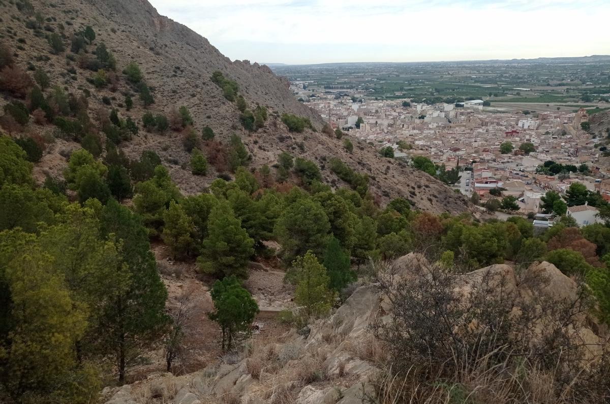 Ejemplares de pinos en la Sierra de Callosa con el municipio a sus pies