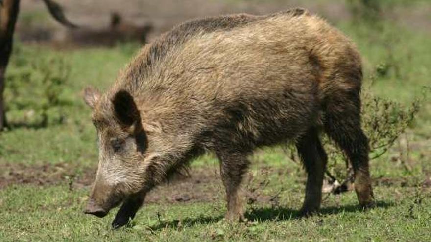 El jabalí autóctono está en decadencia.