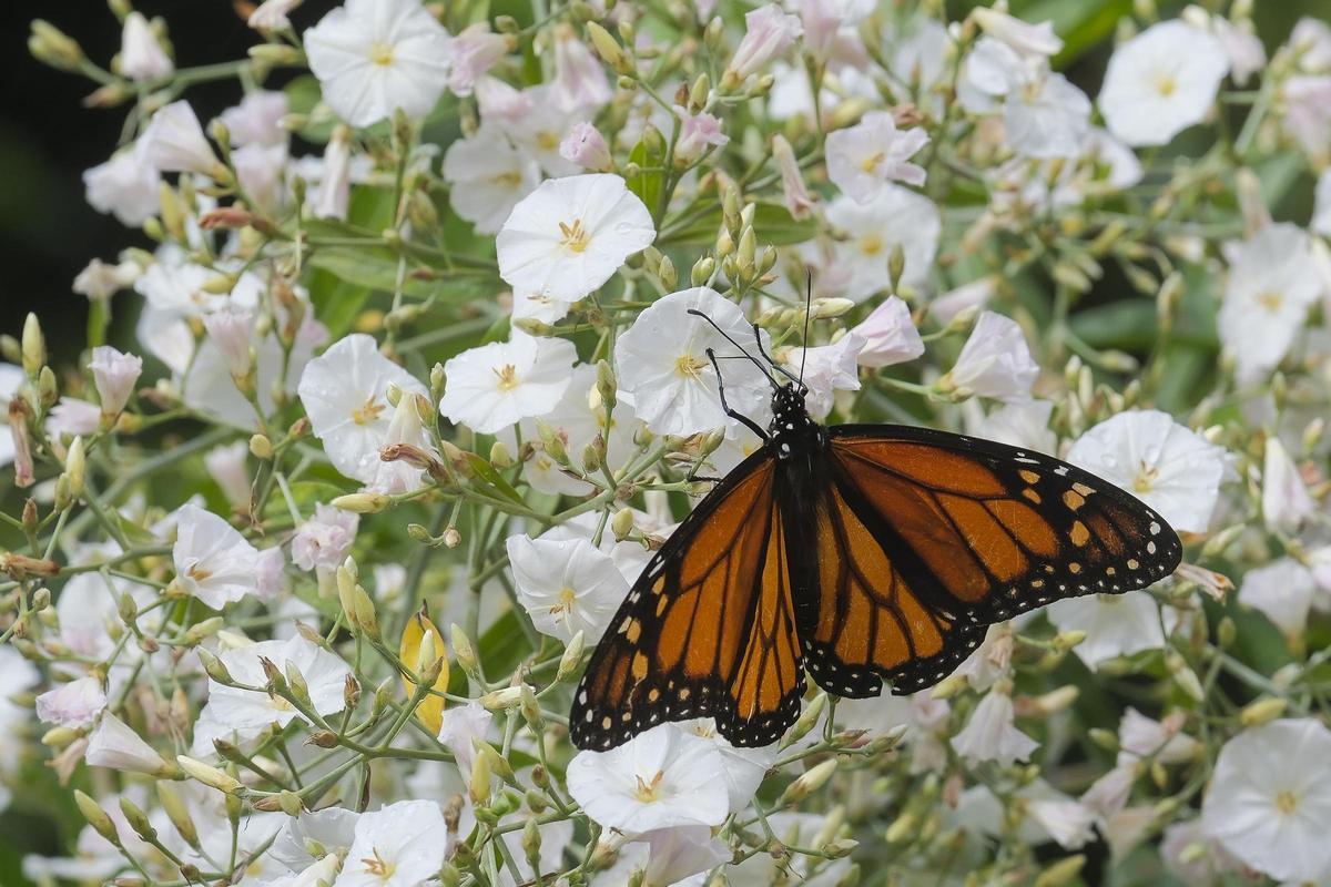 Una mariposa monarca en el tramo del Corredor Verde de Las Palmas de Gran Canaria que transcurre por Hoya Andrea