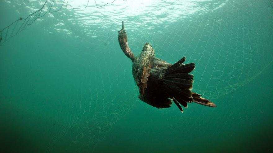 Un cormorán moñudo atapado en un aparejo.