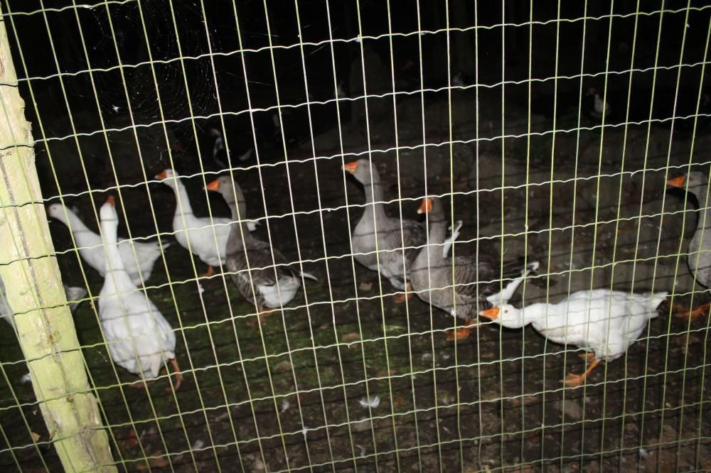 Animales desorientados en el Parque de la Vida de Valdés