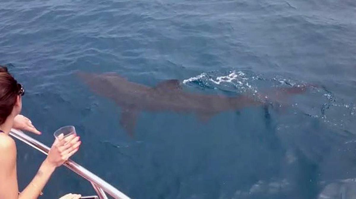  Tiburón en aguas de Barcelona, el 28 de mayo.