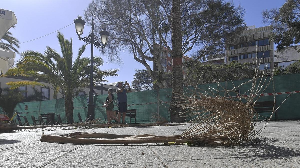 La caída de tallos de palmera alerta a los peatones en Las Palmas de Gran Canaria