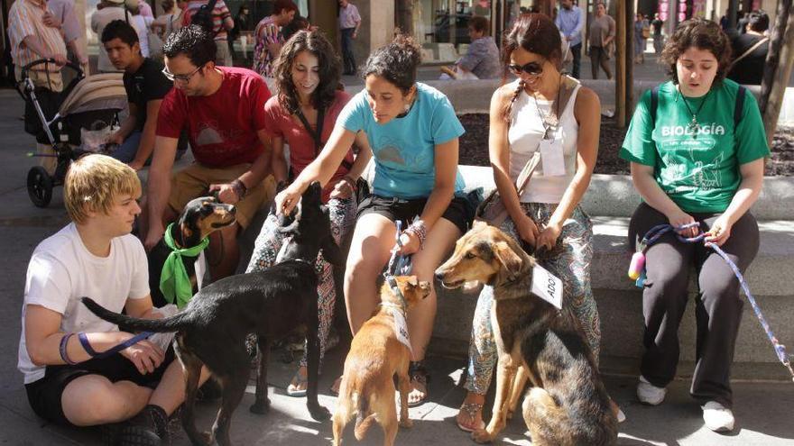 Miembros de Defensa Animal con perros en adopción