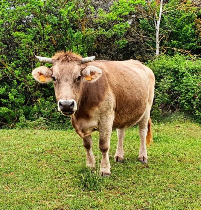 Una vaca posant per a la foto als rasos de Peguera.