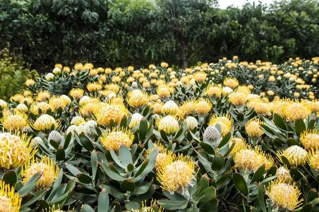 Visita a una plantacion de proteas een la Granja Agrícola del Cabildo. FOTOS: JC CASTRO