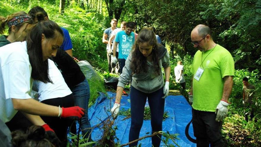 Voluntarios durante las tareas para erradicar las especies invasoras del bosque de ribera del Mandeo.