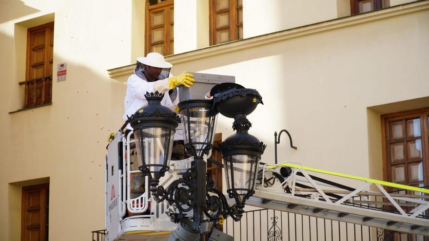 Al rescate de un enjambre de abejas junto al Fadrí